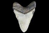 Bargain, Megalodon Tooth - North Carolina #83970-2